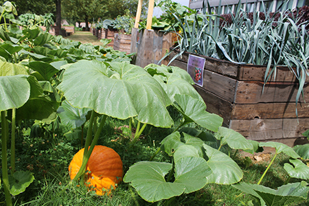 "Potager à la Résidence Sart Saint-Nicolas à Marcinelle"